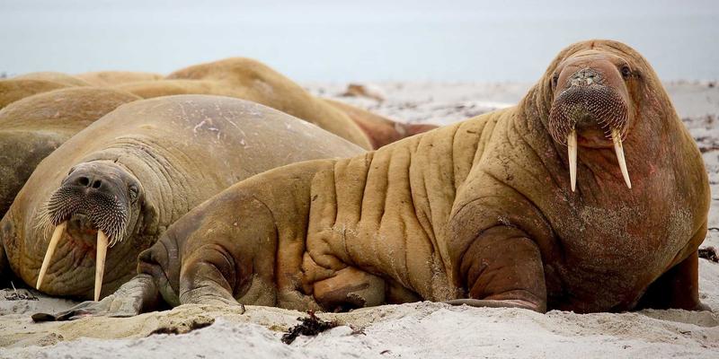 O-Worker进阶指南：从独立承包商到数字资产创造者，构建居家工作的被动收入流