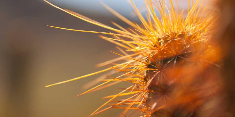 从Bohemian Lifestyle到O-Worker：Freelance发展如何重塑工作与生活