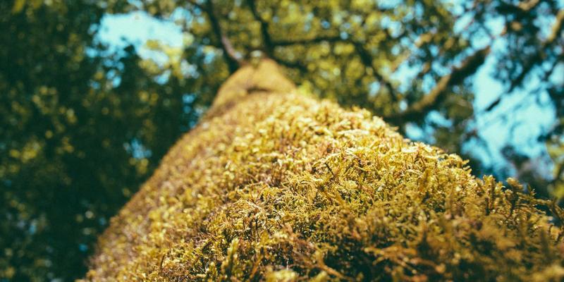 从波西米亚到数字游民：自由职业如何重塑现代工作与生活方式